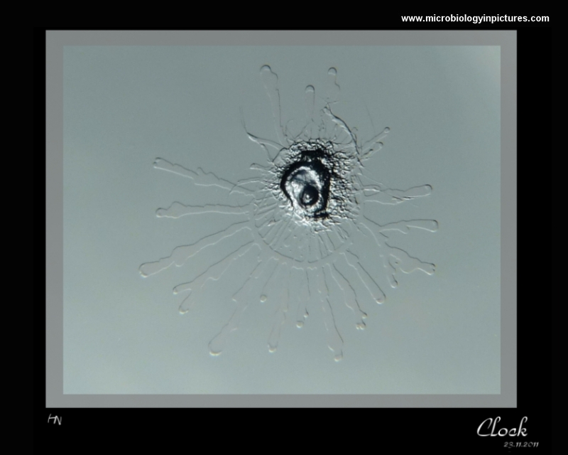Clock-like bacterial colony